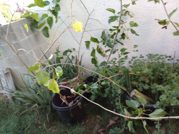 Black mulberry trees, sweet ever bearing Lebanese 1