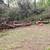 OVER 50 PINE TREES ON THE GROUND FREE 2 thumbnail