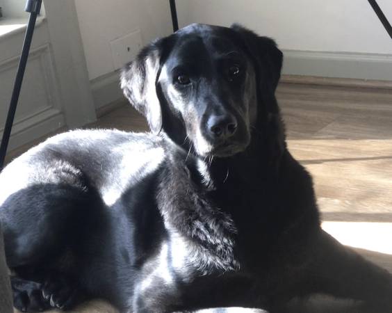 Labradoodle for sale 1