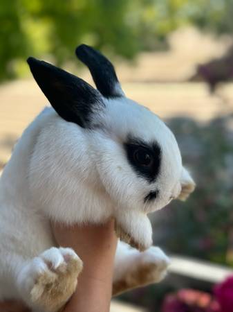 Bunny/Ribbit Male (Sacramento)63679272539521124