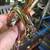 Buescher BU-7 Student Trumpet ~ BRAND NEW ~ COMPLETE 8 thumbnail