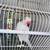 Parrot 1 thumbnail