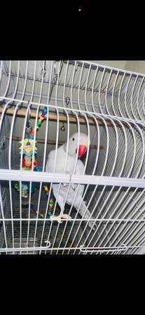 Parrot 1