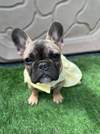 Vestido Frenchie558699443914035201