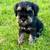 Miniature schnauzer 4 thumbnail