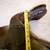 Price drop Cortina English saddle 7 thumbnail