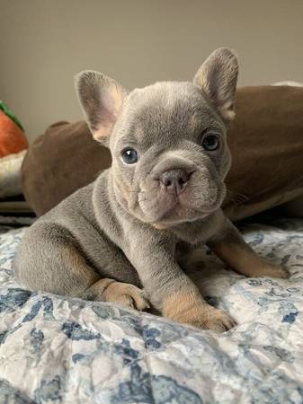 Rehoming Frenchies 1