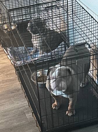 Rehoming English Bulldog (Kirkland)63654944673281122