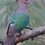 Aviary 1 thumbnail