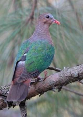 Aviary 1