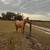 Beautiful 4yo palomino qtr mare 2 thumbnail