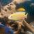 African Cichlids 8 thumbnail