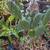 Opuntia cactus 1 thumbnail
