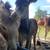 Female Foal 3 months old 1 thumbnail