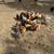 Laying Hens 10 thumbnail