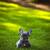 Blue French Bulldog Puppy 2 thumbnail