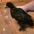 Baby chicks 2 thumbnail