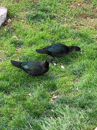 Solid Black Muscovy Ducks 1