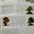 Bonsai Japanese Book large Coffee Table Limited Edition Vintage zboxed 6 thumbnail