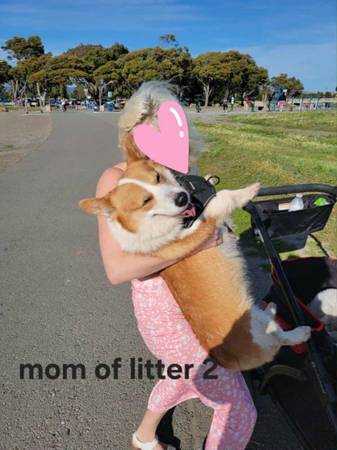 Pembroke welsh corgis (Oakland)63890025845763121