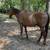 Horse 4 thumbnail
