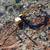 **LICENSED CONTRACTOR**GRADING,DEMOLITION,CERTIFIEDPAD,SITEPREP,BOBCAT 2 thumbnail