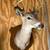 8 Point Deer Head 3 thumbnail