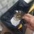 DeWalt roofing nailer and 8,000 1 1/4" coil nails-reduced 6 thumbnail