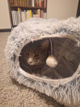 Lovely Cat or Two - Plus Cat Items (Lilly & Theo) 1