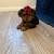 Yorkie female for sale 1 thumbnail