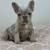 Merle French Bulldogs (females ) 11 thumbnail