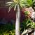 Tall Madagascar Palm 2 thumbnail