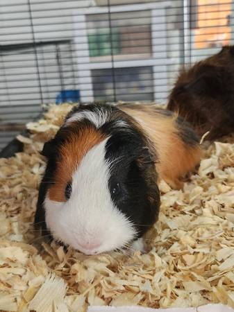 Silky guinea pig / abyssinian mix boy 1