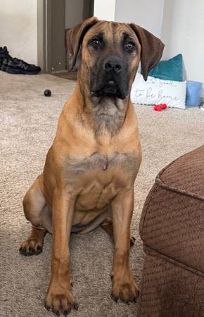 Cachorro de Presa Canario (Marietta)63881506878595121