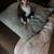 Kittens 2 thumbnail
