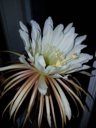 Queen of the Night Cactus / Selenicereus Grandiflorus white rare 1