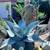 Unusual agaves 2 thumbnail