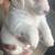 Puppy dog for sale 7 thumbnail