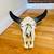 HORN STEER SKULL  BULL BISON HORN MOUNTED HEAD 12 thumbnail