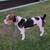 Rehoming Jack Russell Parson 2 thumbnail
