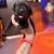 Cane corso 7 thumbnail
