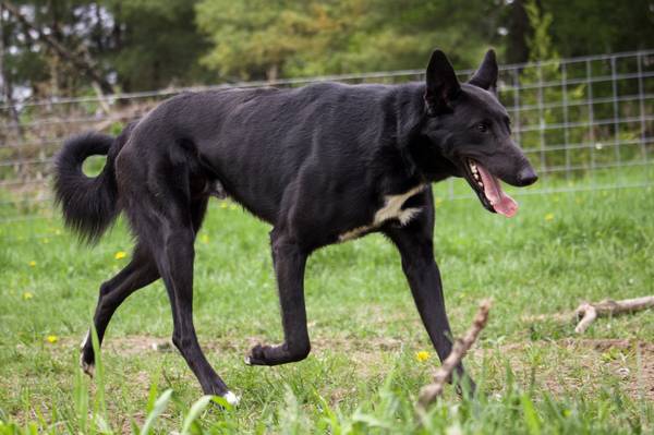 Large Dog (lisbon)63843455314049121