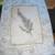 Rosemary, Lavender, Italian Parsley and Other Herb Lithographs Vintage 12 thumbnail