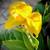 Yellow Canna Lily Plants 10 Starters for $20 8 thumbnail