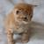 Kitten 6 thumbnail