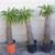 13 Madagascar Palms 10 thumbnail