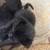 FREE BLACK CATS 3 thumbnail