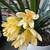 Mutl-Year Growth Yellow Clivia Plants in White Pot 2 thumbnail