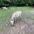 Older spotted jack donkey 1 thumbnail