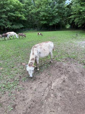 Older spotted jack donkey 1